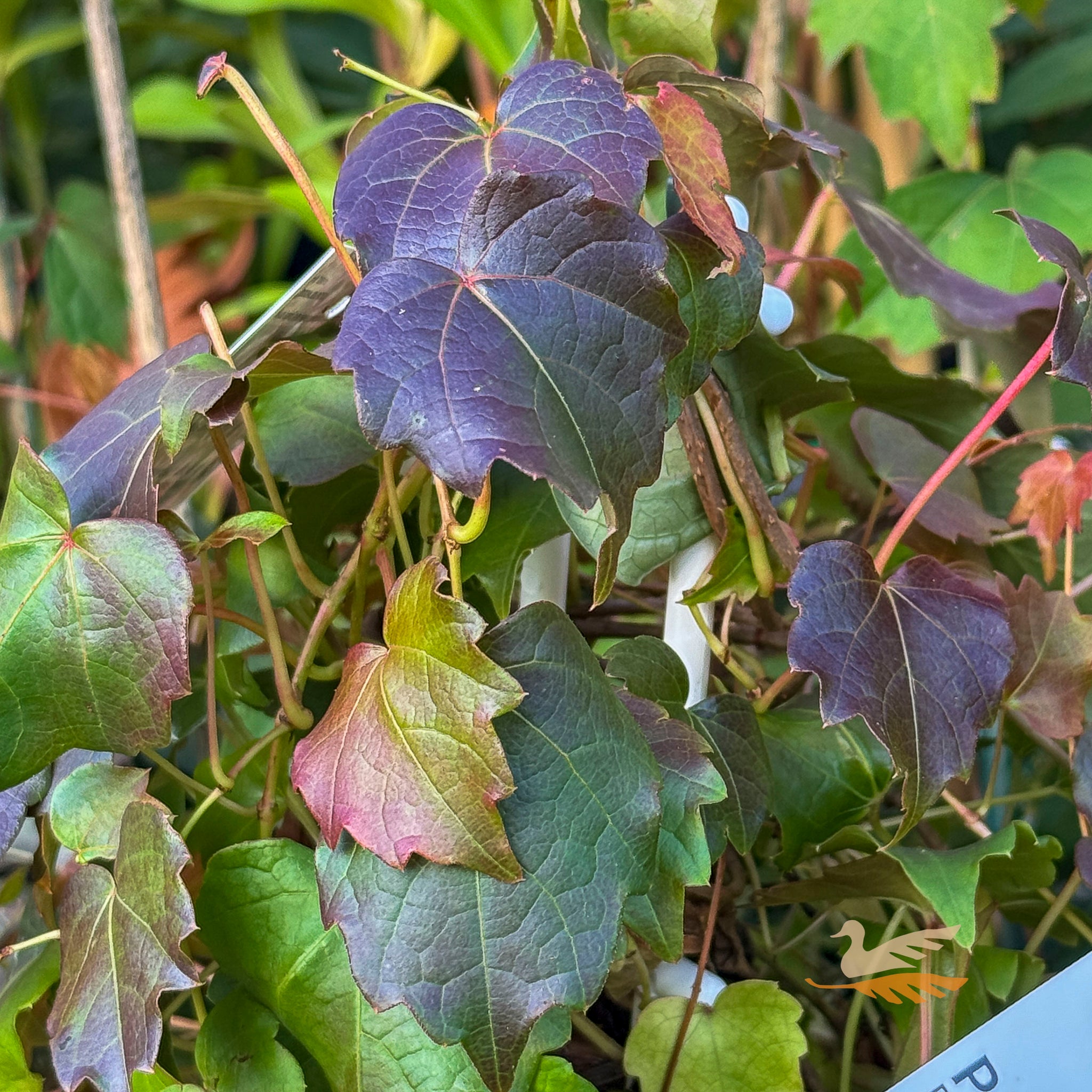 Parthenocissus Boston Ivy - 14cm Pot