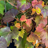Parthenocissus Boston Ivy - 14cm Pot