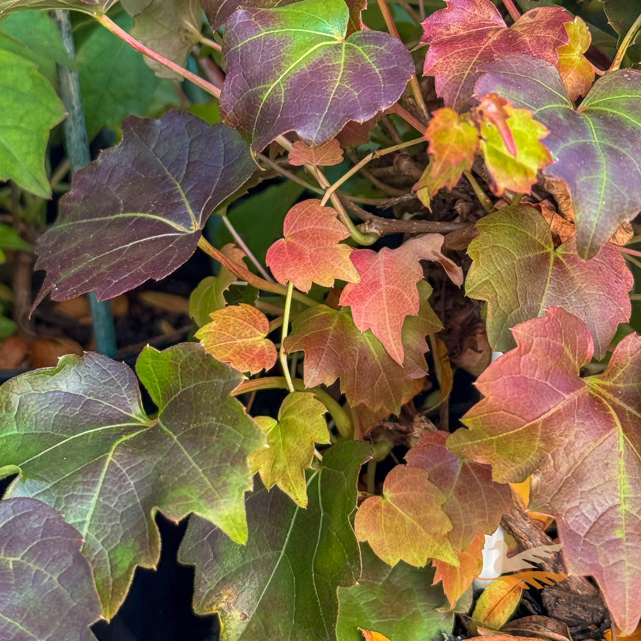 Parthenocissus Boston Ivy - 14cm Pot