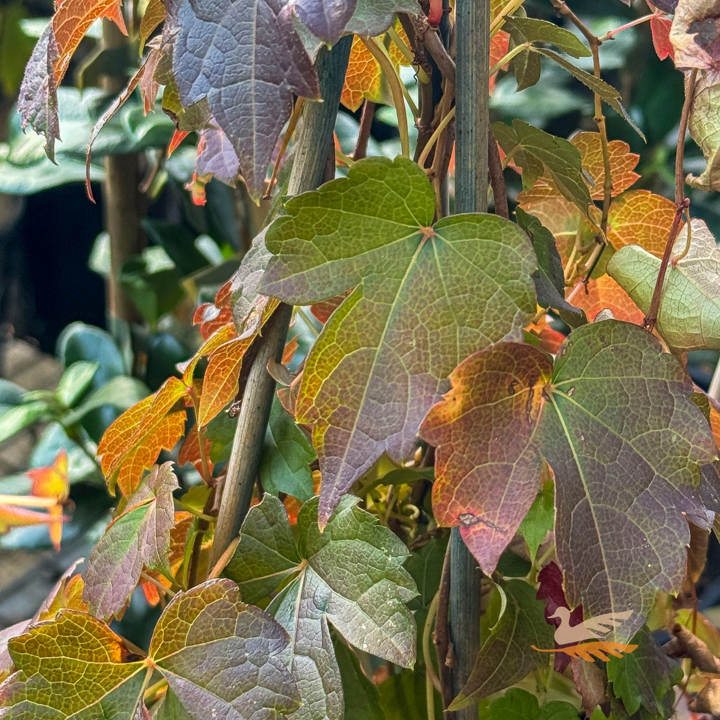Parthenocissus Boston Ivy - 14cm Pot