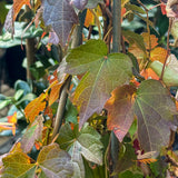 Parthenocissus Boston Ivy - 14cm Pot