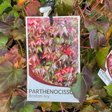 Parthenocissus Boston Ivy - 14cm Pot