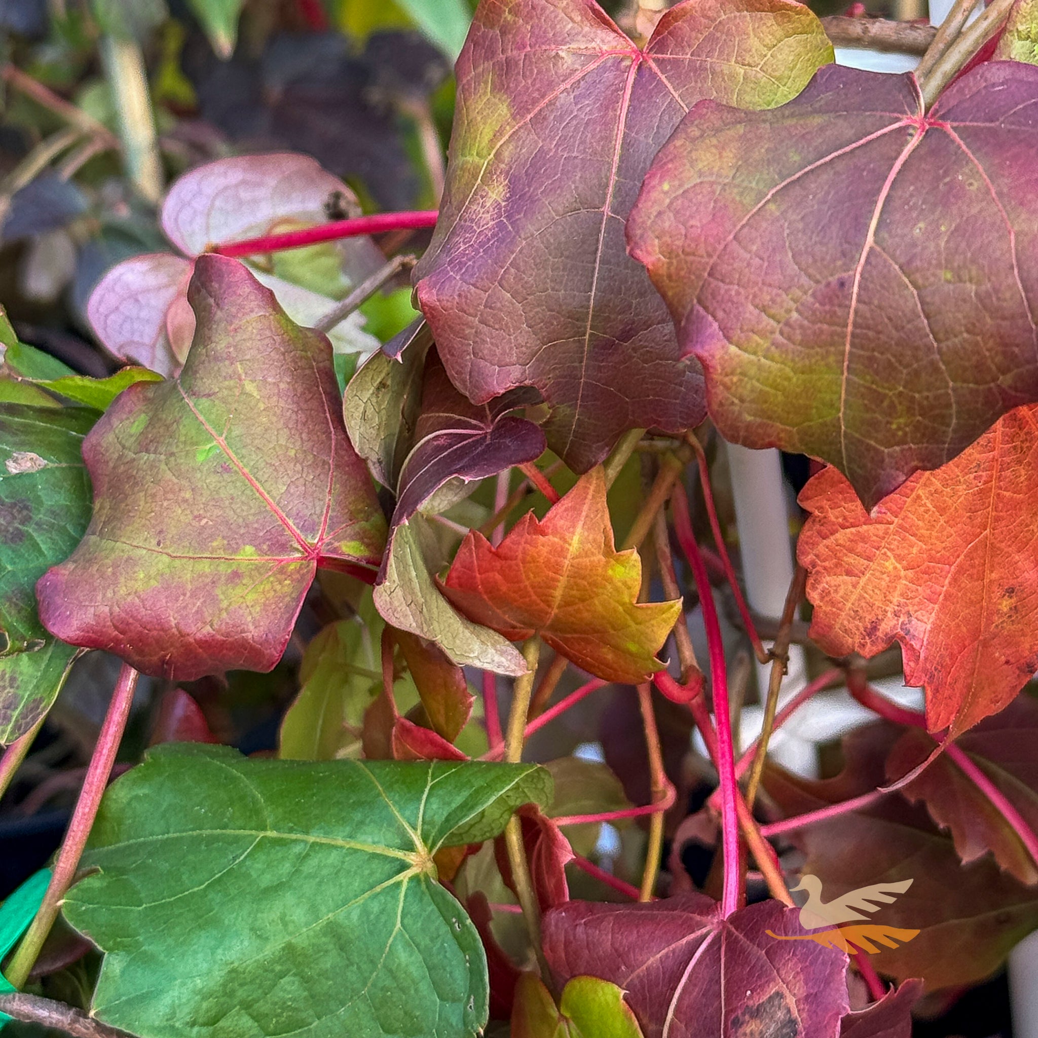 Parthenocissus Boston Ivy - 20cm Pot