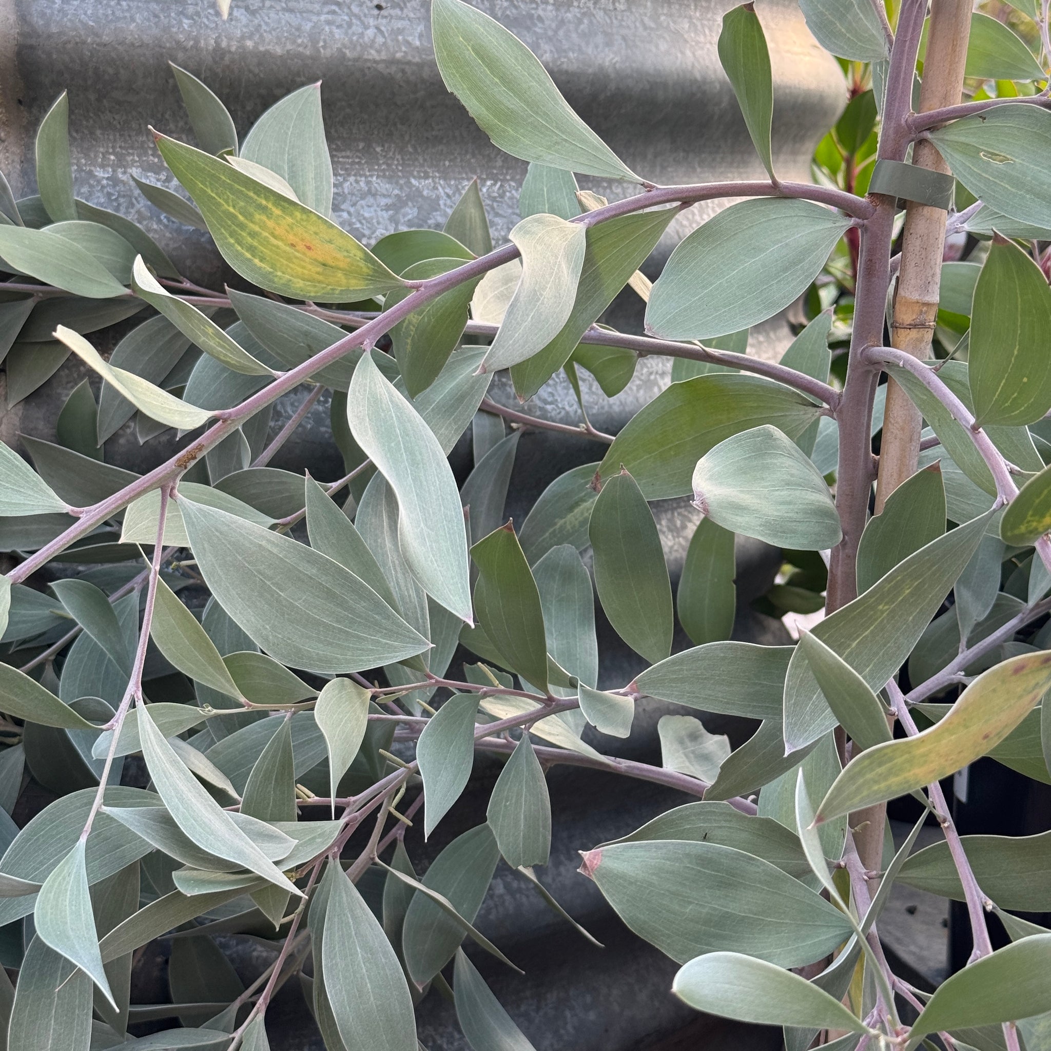 Acacia Sterling Silver - 33cm Pot