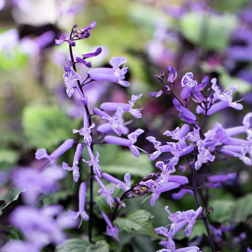 Plectranthus Mona Lavender - 20cm Pot