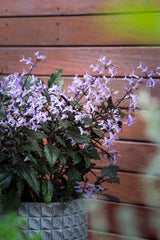 Plectranthus Mona Lavender - 20cm Pot