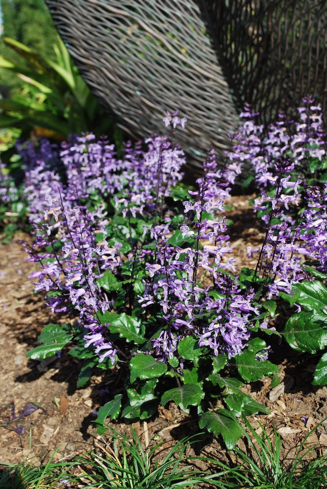 Plectranthus Mona Lavender - 20cm Pot
