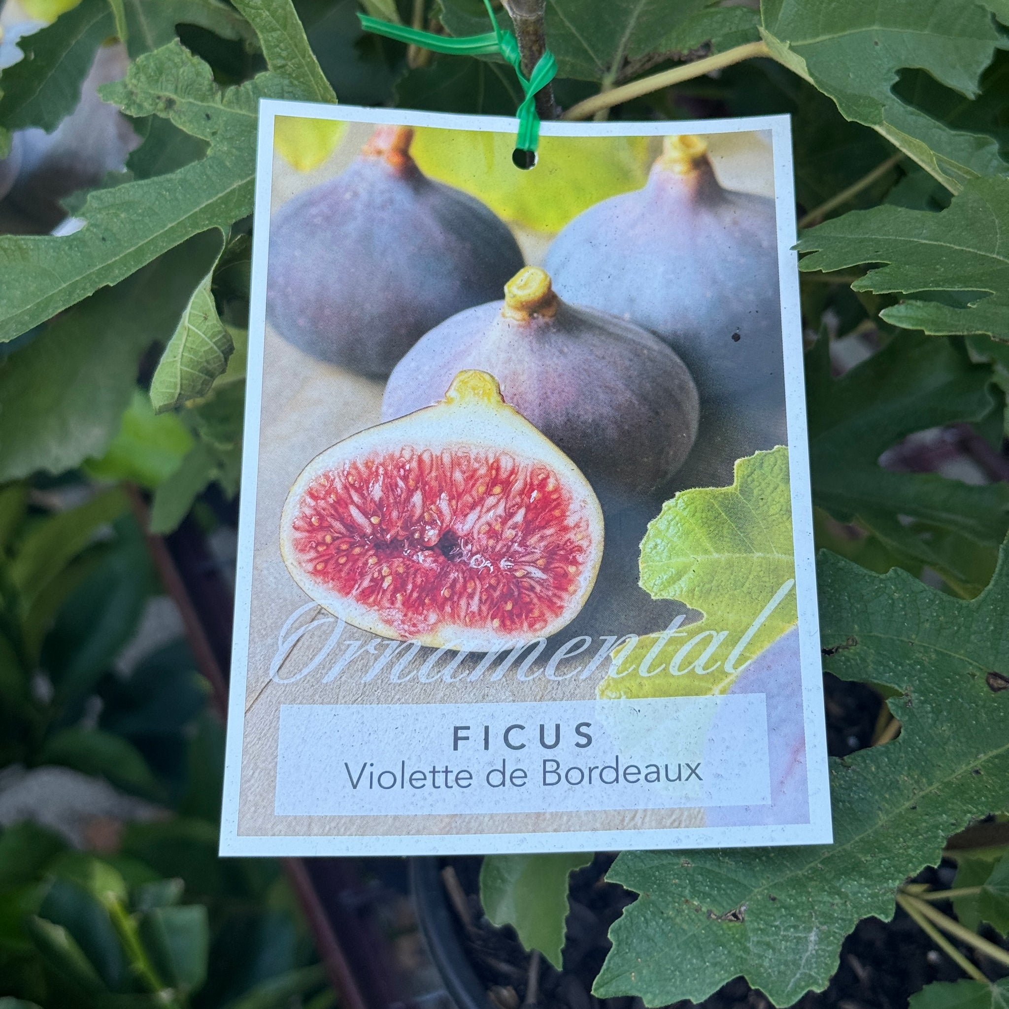 Ficus Carica Violette De Bordeaux - 20cm Pot