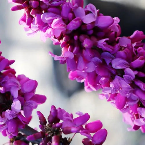 Cercis Chinensis Avondale - 30cm Pot