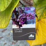 Cercis Chinensis Avondale - 30cm Pot