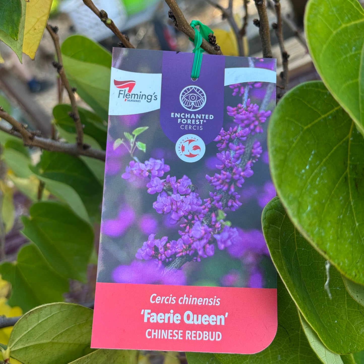 Cercis Chinensis Faerie Queen - 33cm Pot