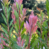 Callistemon Candy Burst - 20cm Pot
