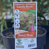 Callistemon Candy Burst - 20cm Pot