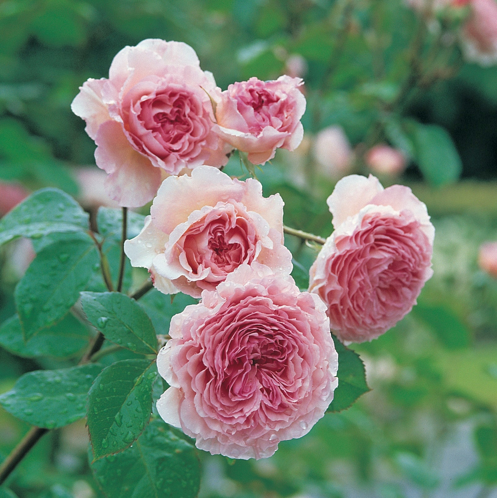 David Austin Climbing Rose James Galway - 20cm Pot