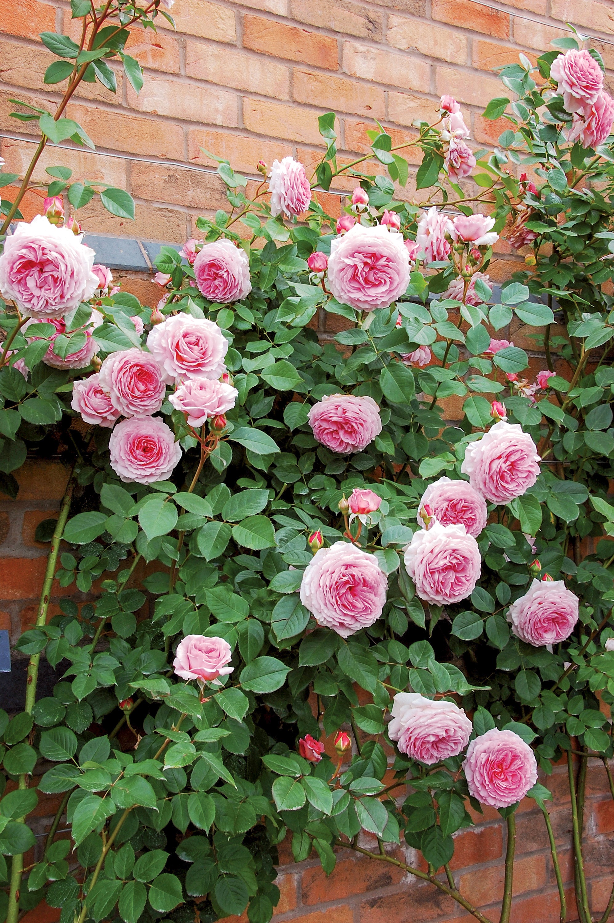 David Austin Climbing Rose James Galway - 20cm Pot