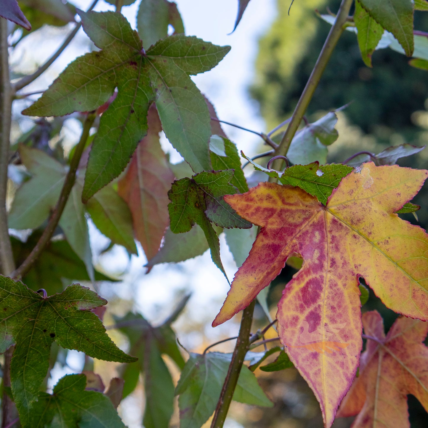 Liquidambar Styraciflua Liquid Amber - 40cm Pot