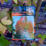 Liquidambar Styraciflua Liquid Amber - 40cm Pot