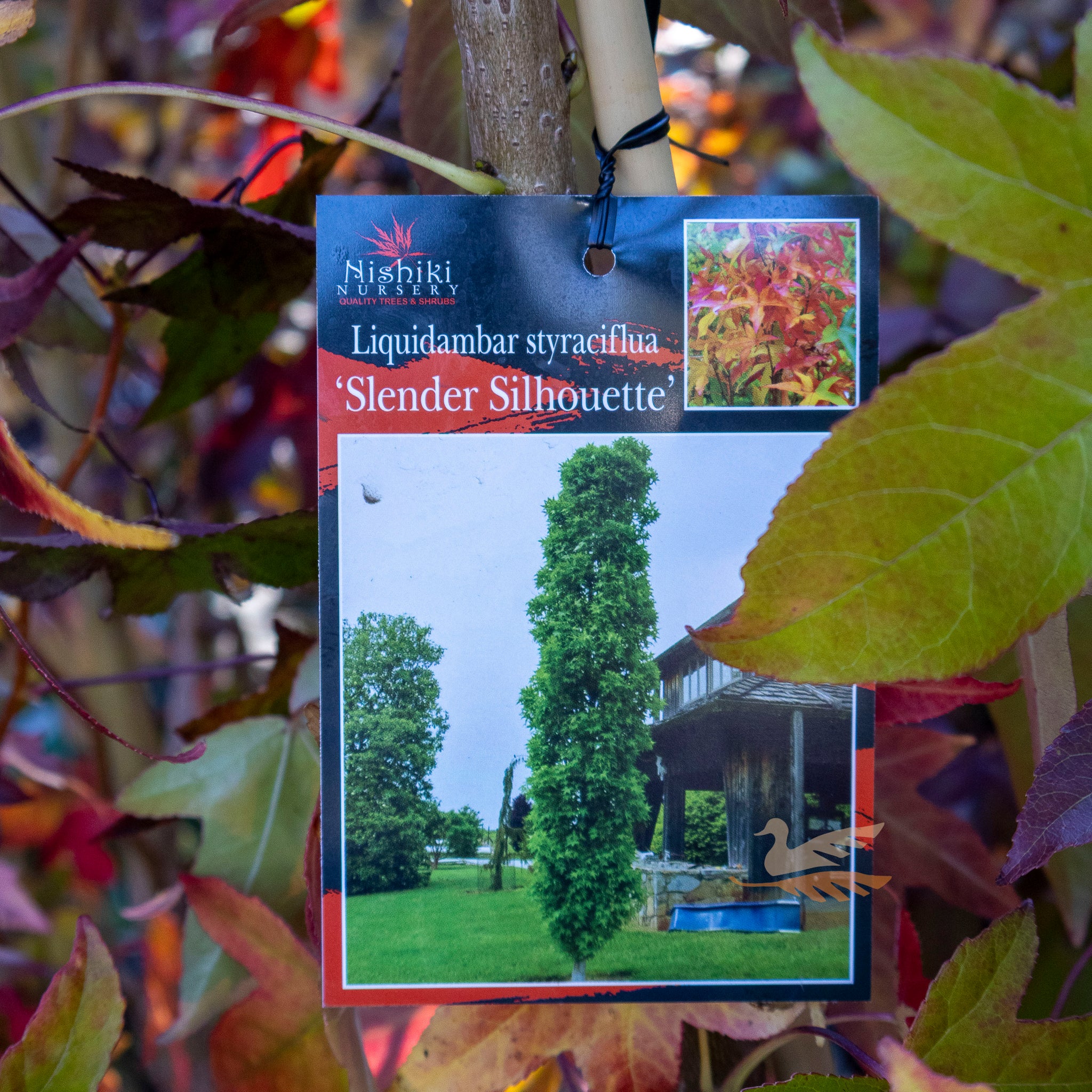 Liquidambar Slender Silhouette - 40cm Pot
