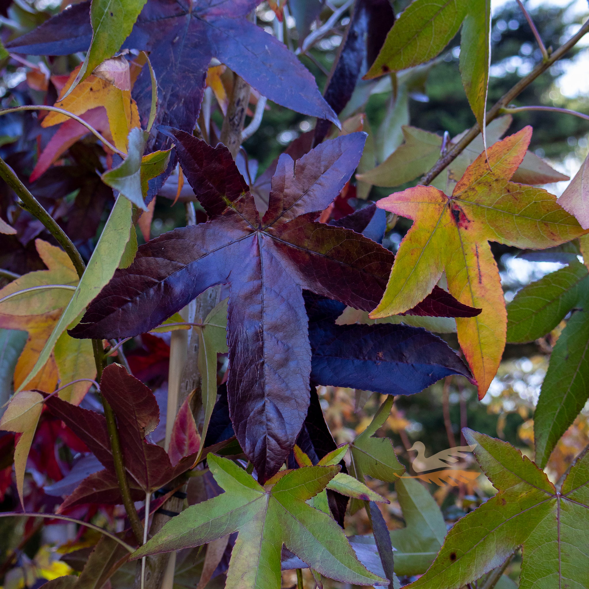 Liquidambar Slender Silhouette - 40cm Pot