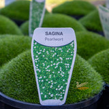 Sagina Subulata Pearlwort - 14cm Pot