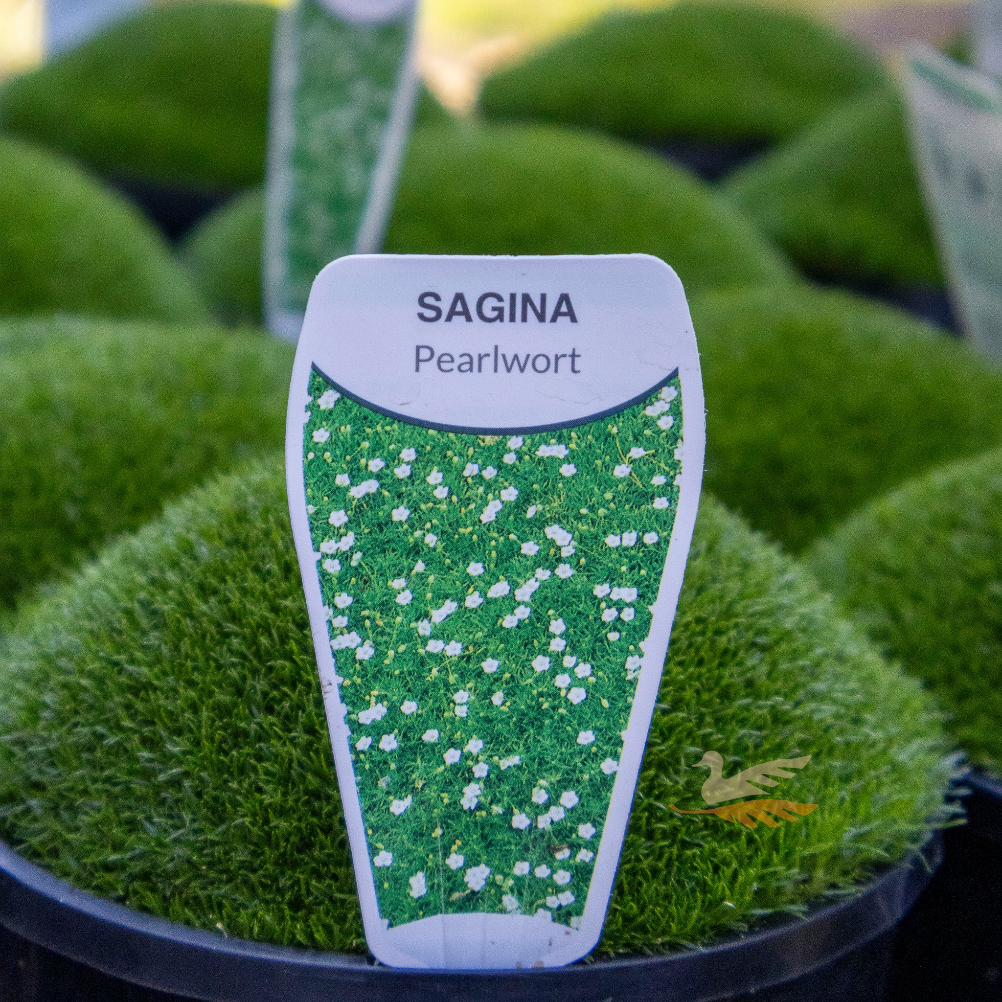 Sagina Subulata Pearlwort - 14cm Pot