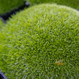 Sagina Subulata Pearlwort - 14cm Pot
