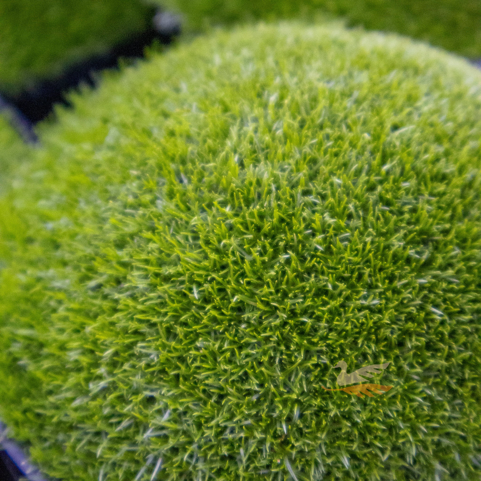 Sagina Subulata Pearlwort - 14cm Pot