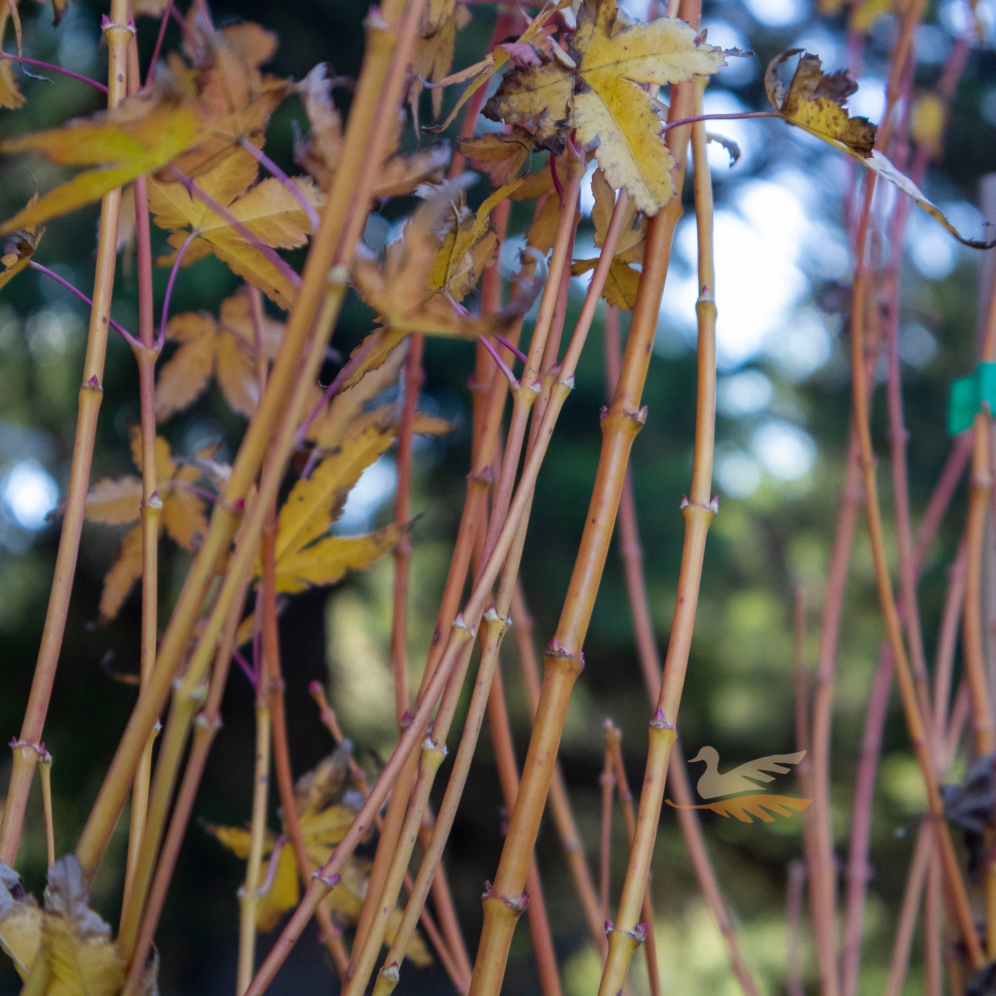 Acer Palmatum Bihou - 25cm Pot