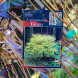 Acer Palmatum Bihou - 25cm Pot