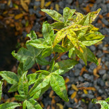 Acer Chishio - 25cm Pot