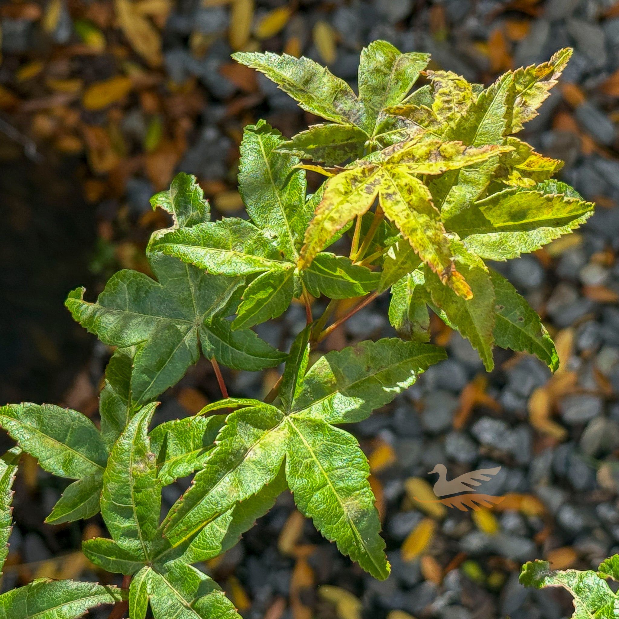 Acer Chishio - 25cm Pot
