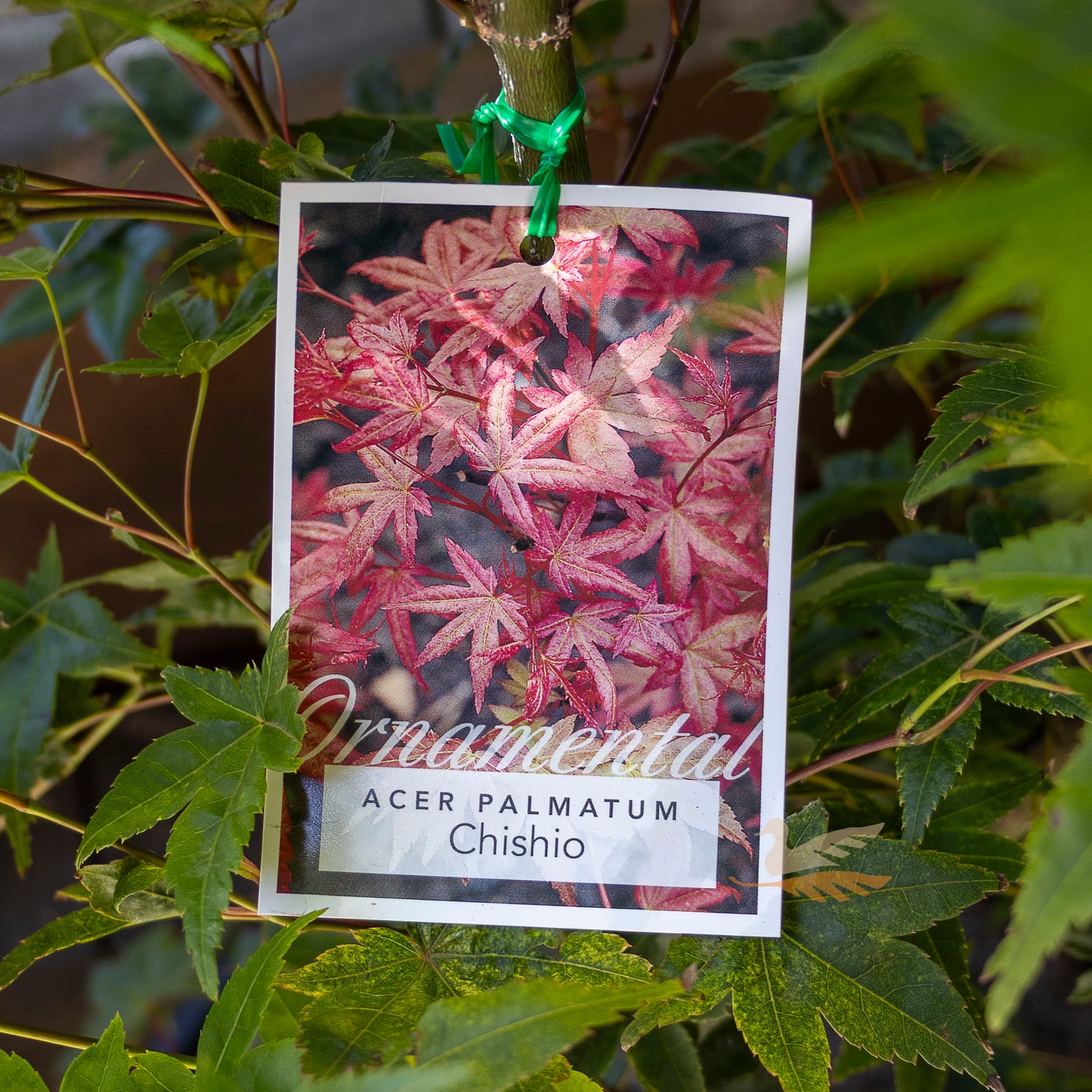 Acer Chishio - 25cm Pot