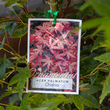 Acer Chishio - 25cm Pot