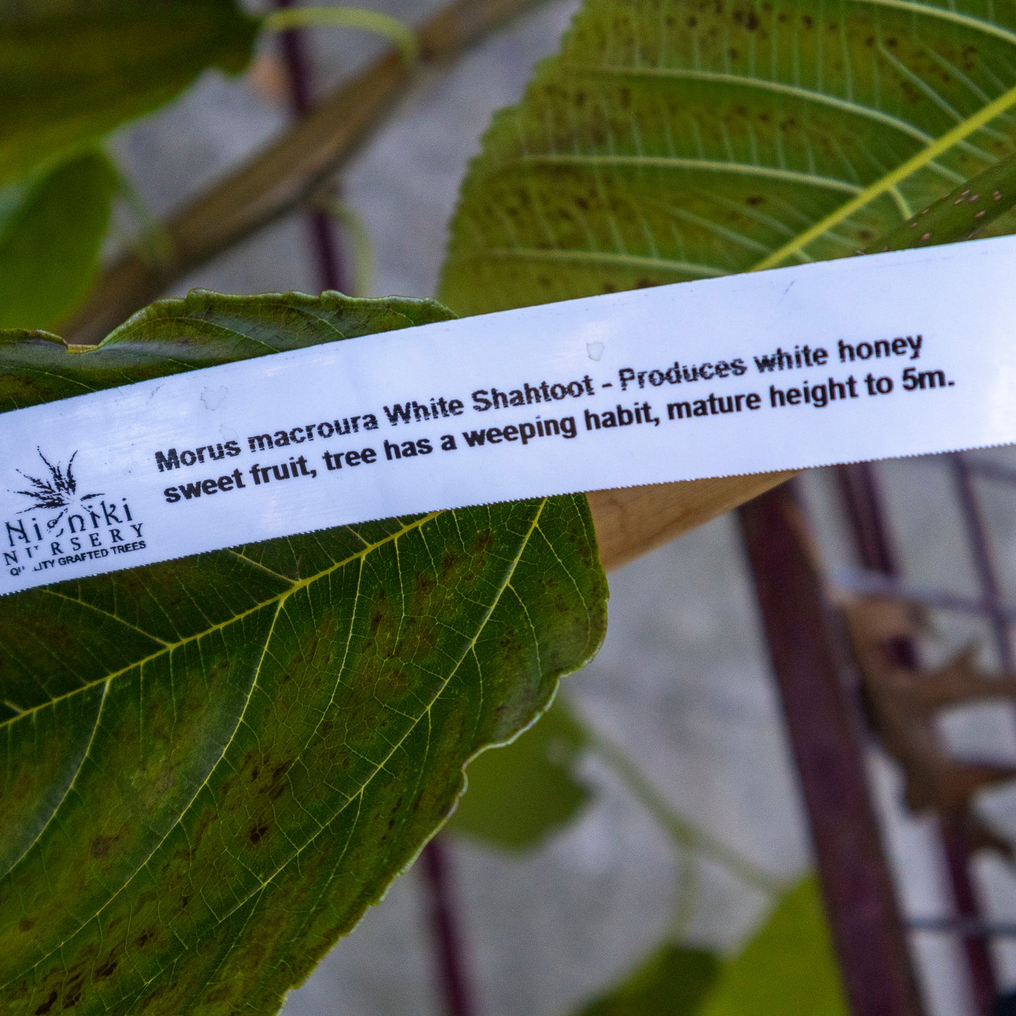 Morus White Shahtoot Mulberry - 25cm Pot