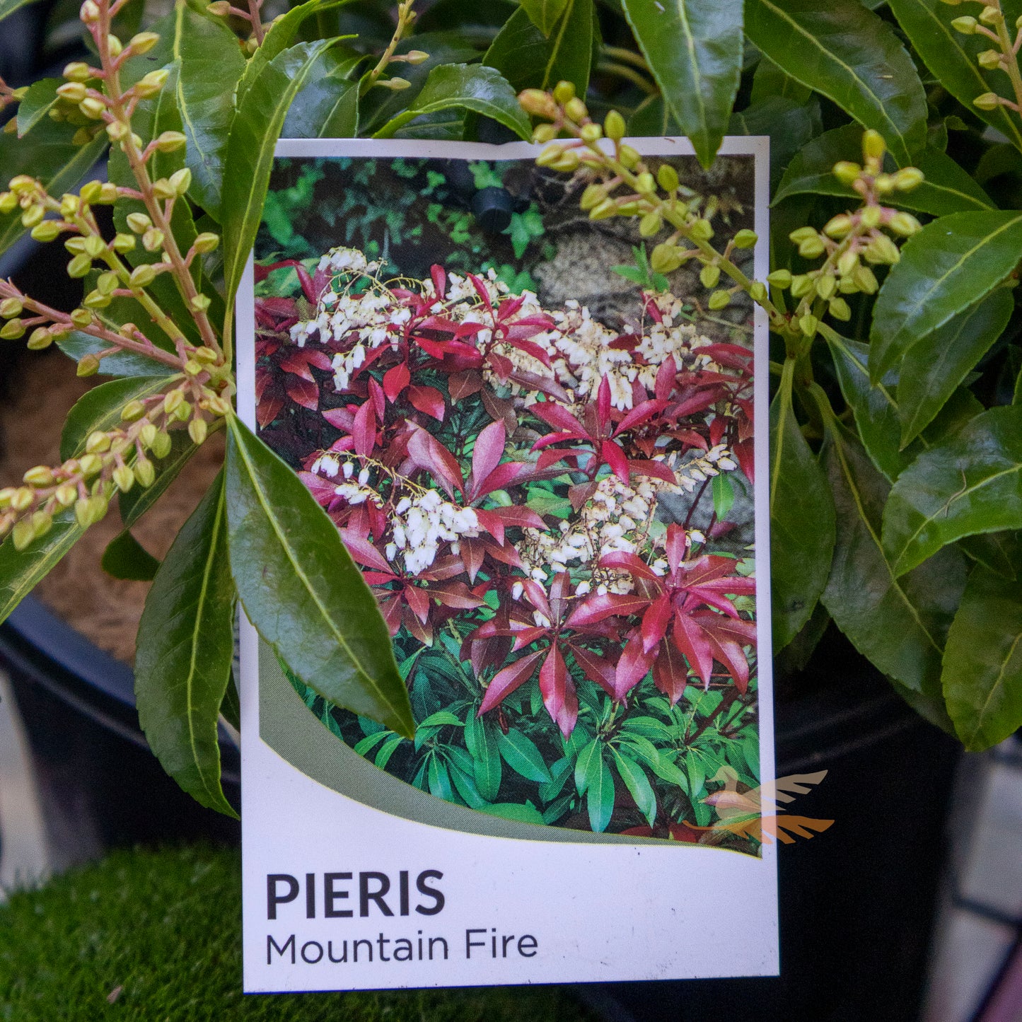 Pieris Mountain Fire - 20cm Pot