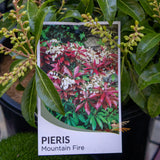 Pieris Mountain Fire - 20cm Pot
