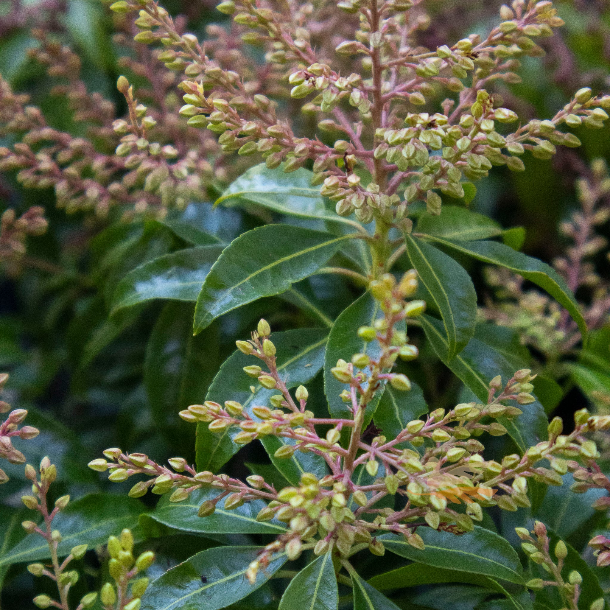 Pieris Mountain Fire - 20cm Pot