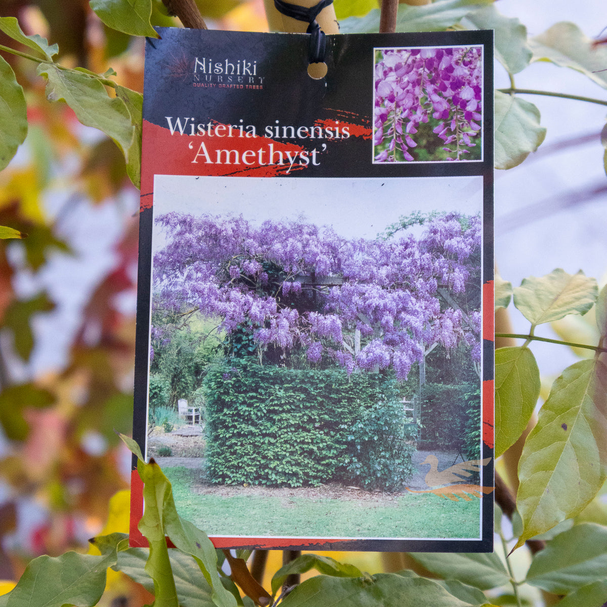 Wisteria Sinensis Amethyst Purple - 33cm Pot