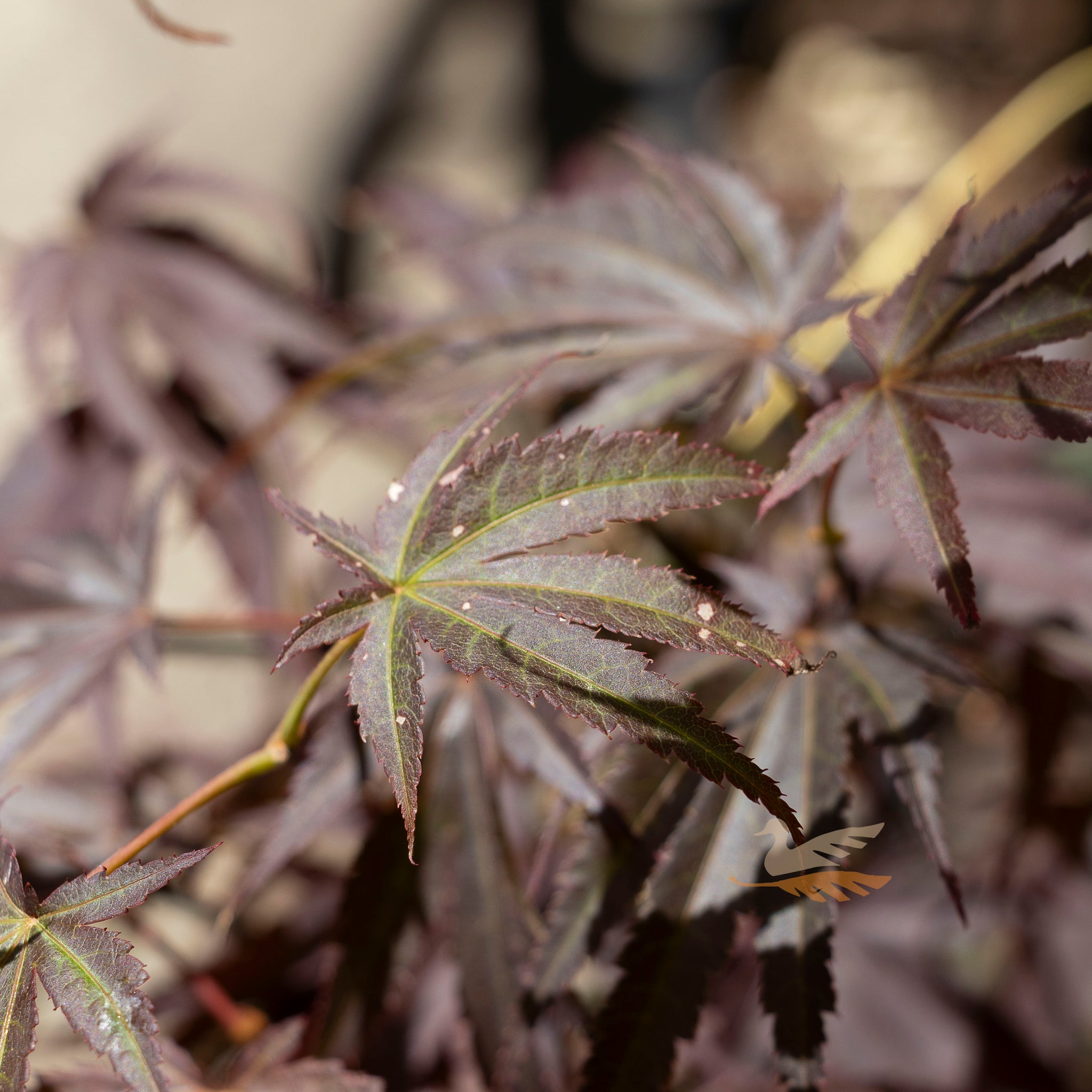 Acer Palmatum Pixie - 40cm Pot