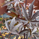Acer Palmatum Pixie - 40cm Pot