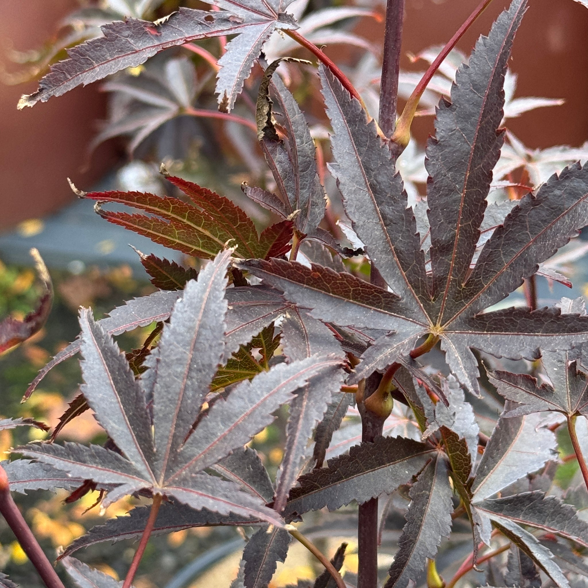 Acer Palmatum Pixie - 40cm Pot
