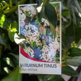 Viburnum Tinus - 33cm Pot