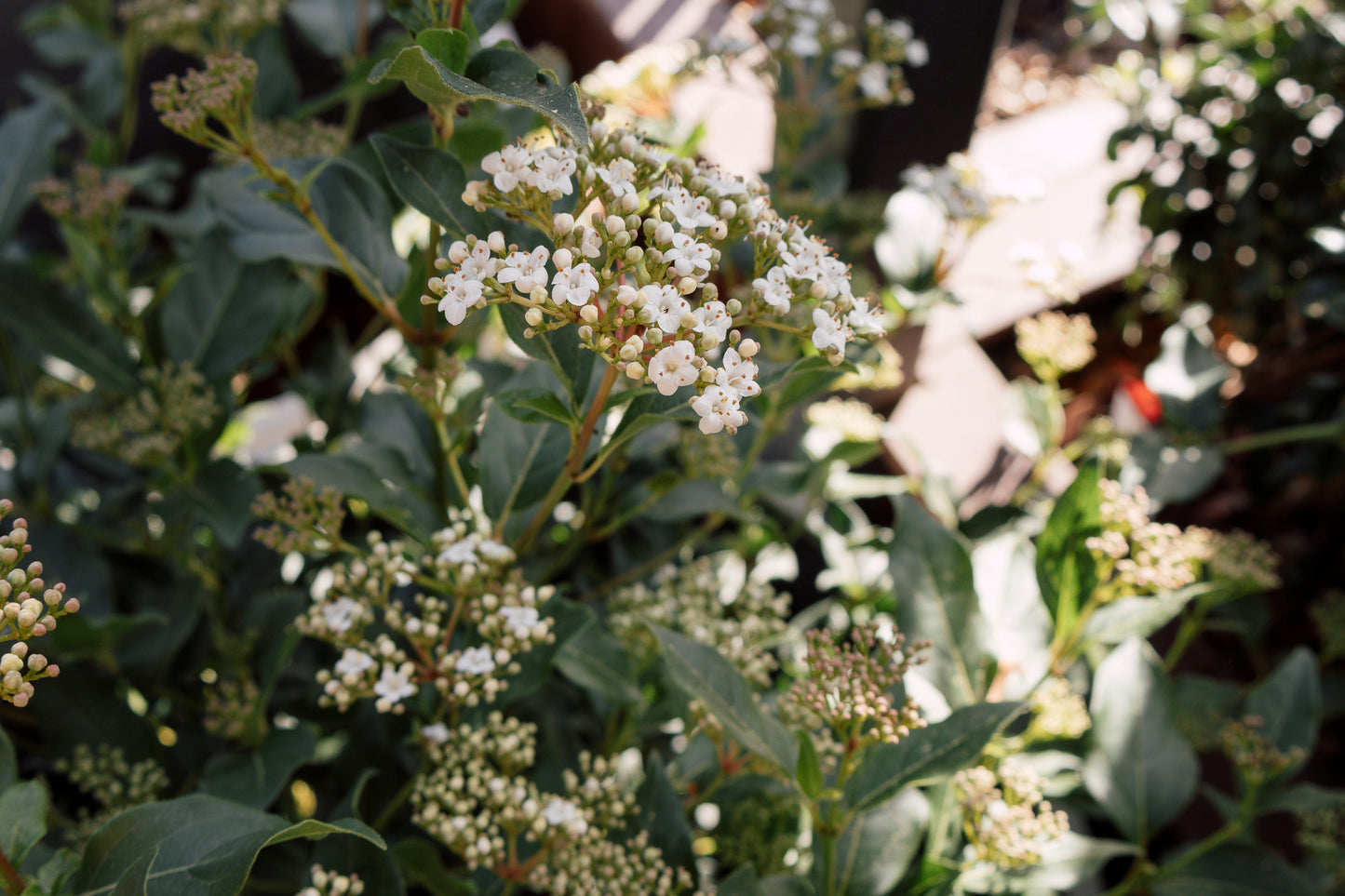 Viburnum Tinus - 33cm Pot