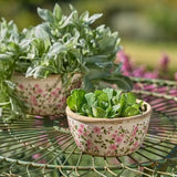 Pot Waxflower Shallow