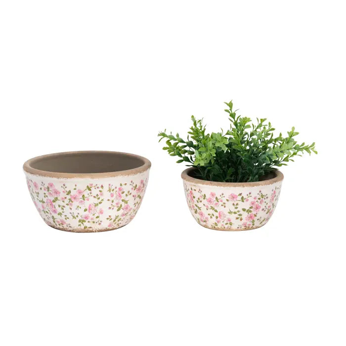 Pot Waxflower Shallow