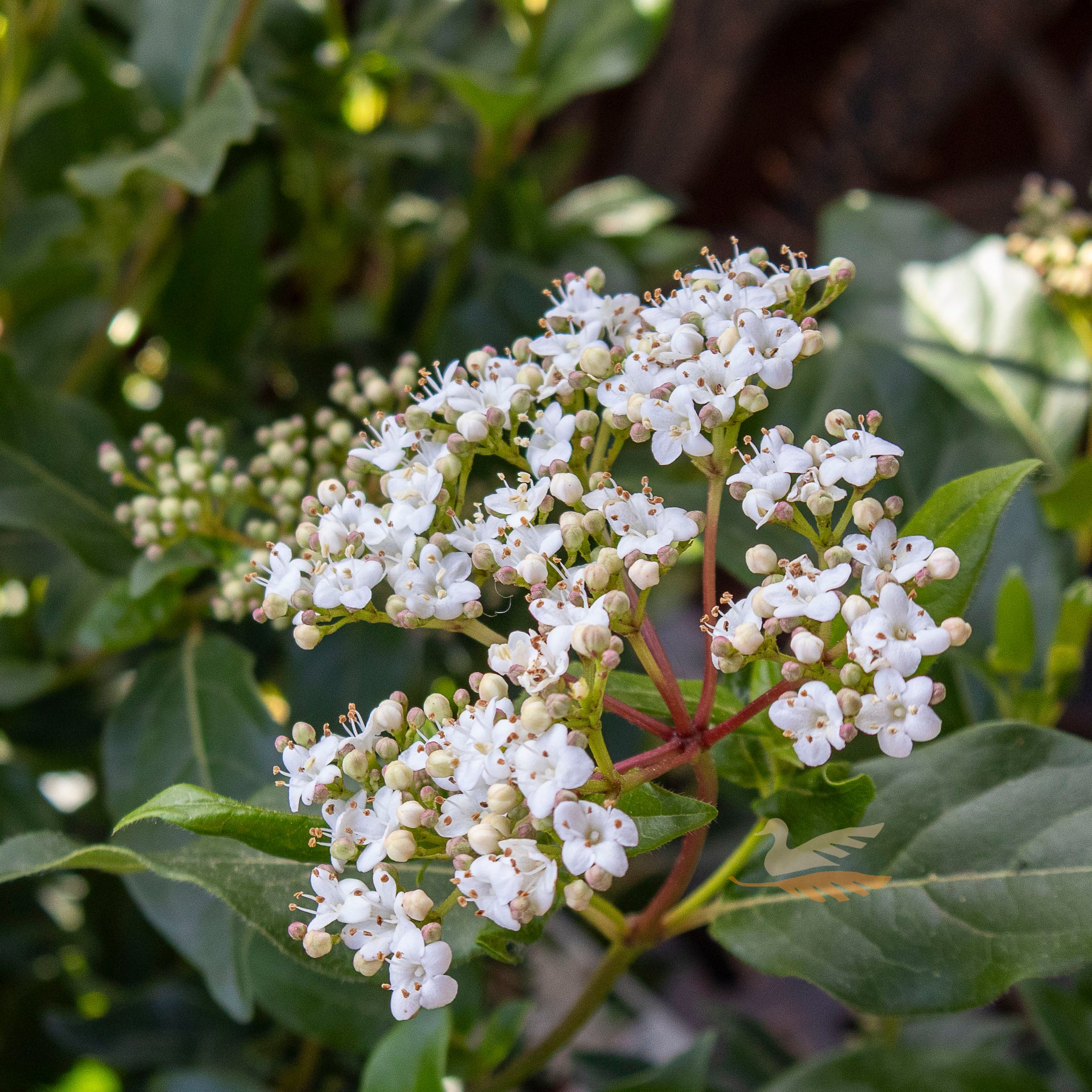 Viburnum Tinus - 14cm Pot