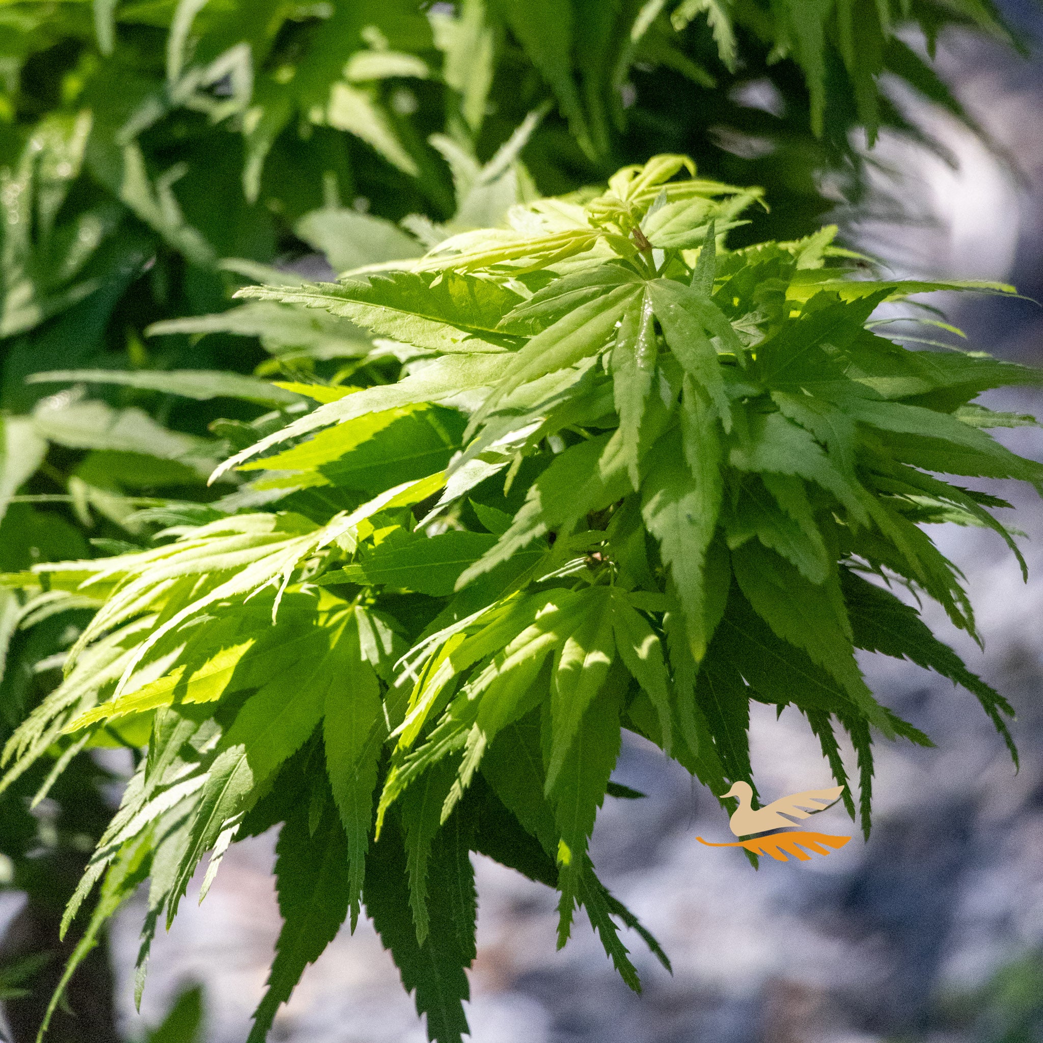 Acer Mikawa Yatsubusa - 30/33cm Pot