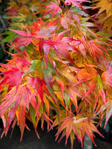 Acer Mikawa Yatsabusa Standard - 40cm Pot
