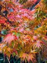 Acer Mikawa Yatsubusa - 30/33cm Pot