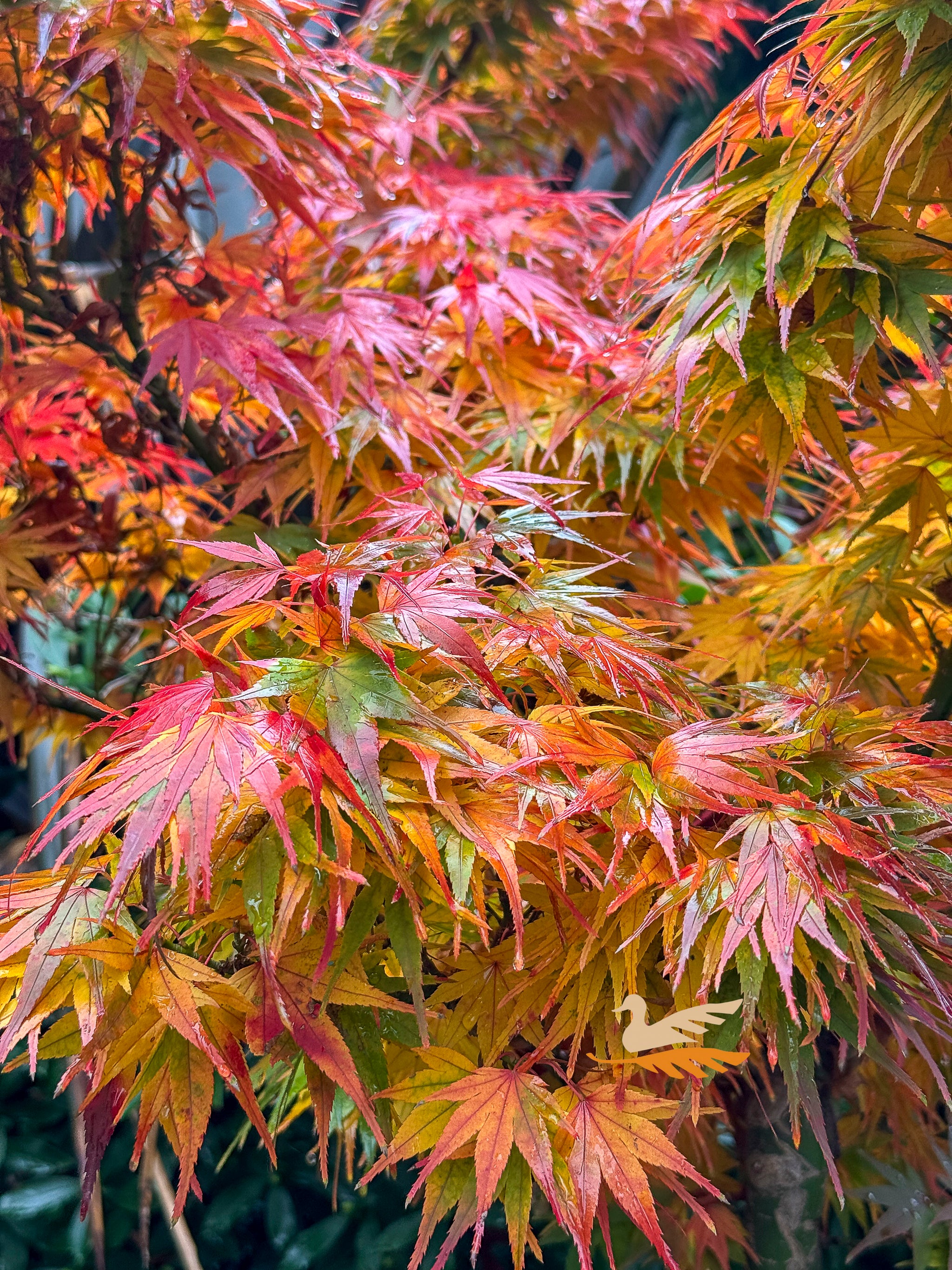 Acer Mikawa Yatsubusa - 30/33cm Pot